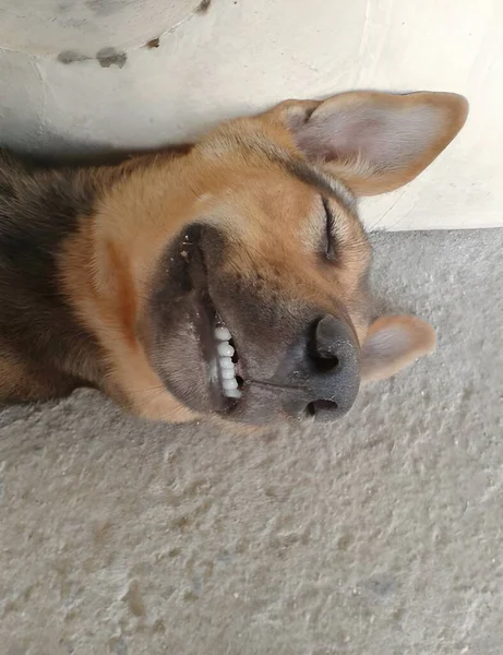 Собака Лежащая Полу — стоковое фото