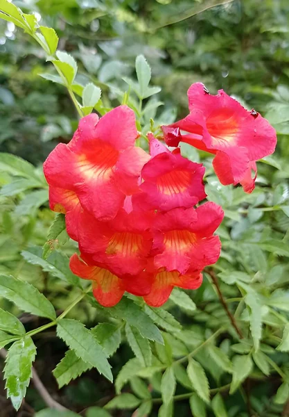 Όμορφο Κόκκινο Tecoma Stans Trumpetbush Λουλούδι Στον Κήπο — Φωτογραφία Αρχείου