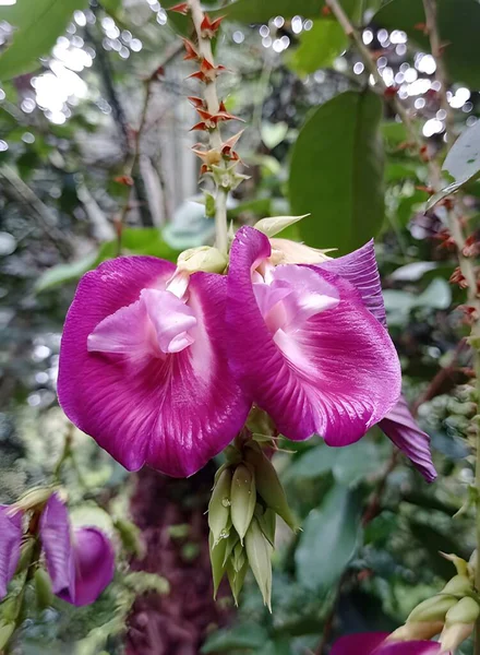 Hermosa Mariposa Morada Guisante Jardín — Foto de Stock