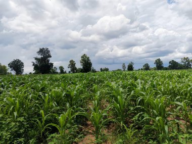 Kırsalda yeşil mısır tarlası
