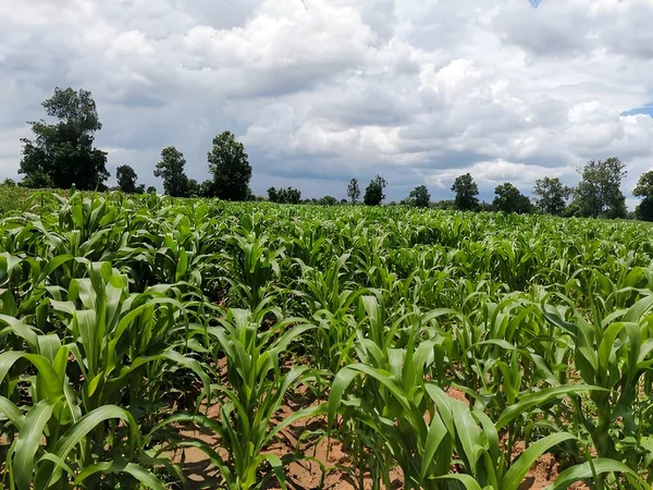 stock image green field of corn in the countryside