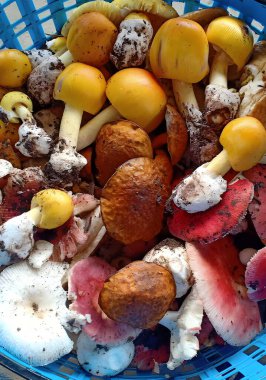 Taze mantarlar sepette