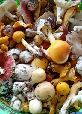 Taze mantarlar sepette