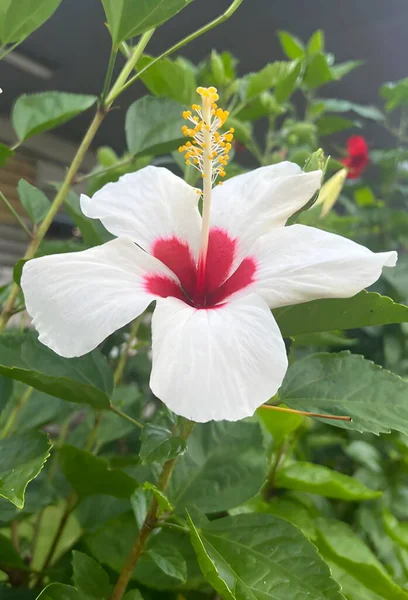 Flor Hibisco Blanco Jardín Natural — Foto de Stock