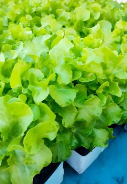 Yeşil meşe salatası yeşil çiftlikte.