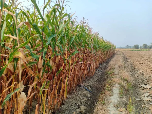 stock image corn field in the countryside