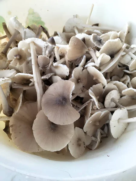 Frische Pilze Einer Weißen Schüssel — Stockfoto