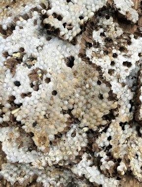 Buharda pişirilmiş eşek arısı yuvası, geleneksel Tayland yemekleri.