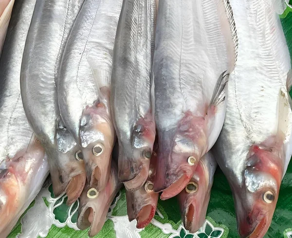 Ikan Segar Pasar — Stok Foto