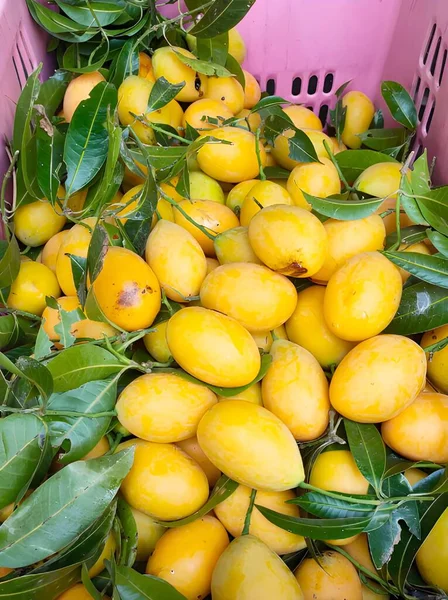 fresh yellow Marian Plum in market