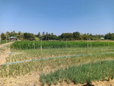 Güneşli bir günde yeşil alanın dikey görüntüsü