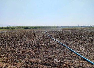 Toprağın ortasında bir mısır tarlası.