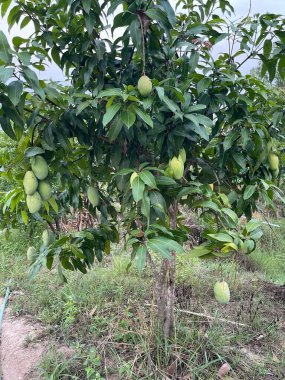 Ağaçtaki yeşil mango