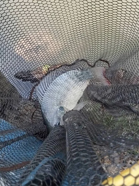 close up tilapia fish in the net