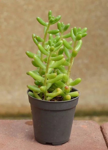 Grüner Kaktus Topf Nahaufnahme — Stockfoto