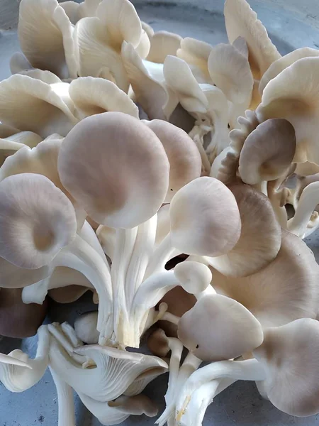 Weiße Und Graue Pilze Auf Dem Bauernhof — Stockfoto