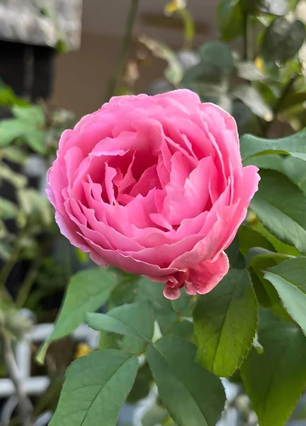 stock image beautiful pink roses in the garden