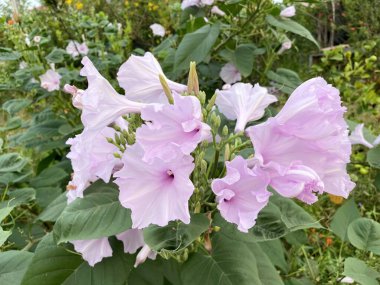 Ipomoea Carnea, Pembe Sabah Zaferi Çiçeği Gün boyunca