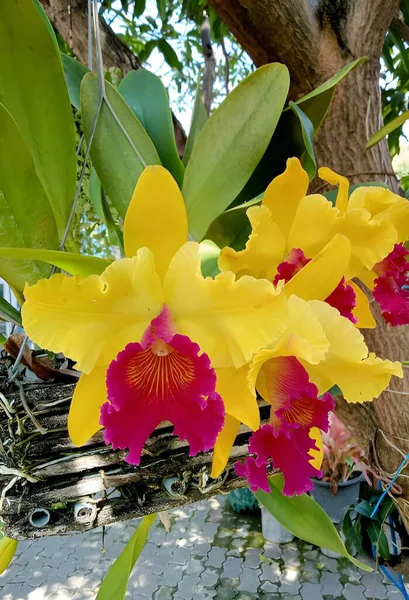 Hermosas Flores Orquídea Jardín — Foto de Stock