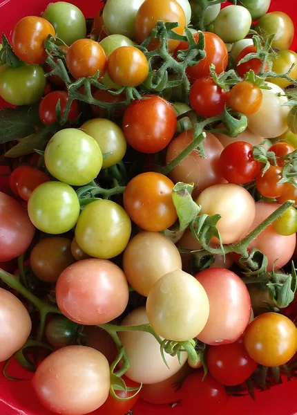 Frische Tomaten Und Grüne Blätter — Stockfoto