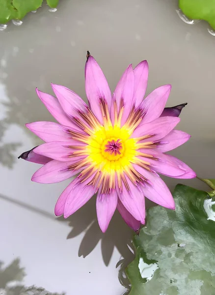 Paarse Lotusbloem Vijver — Stockfoto