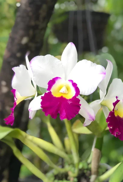 Krásné Orchideje Květiny Zahradě — Stock fotografie