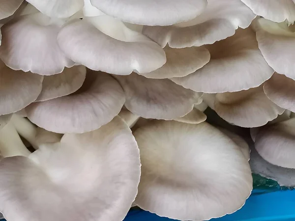 Nahaufnahme Von Schönen Weißen Pilzen — Stockfoto