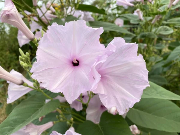 stock image There are the morning glory flowers in Thailand