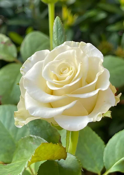 Doğa Bahçesinde Güzel Beyaz Bir Gül Çiçeği — Stok fotoğraf