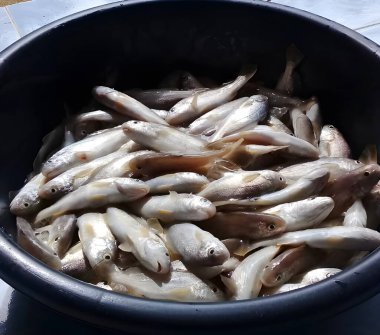 yemek pişirmek için taze çiğ balık