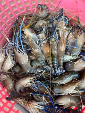 Pazarda taze deniz ürünleri