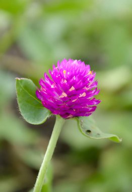 Bahçedeki güzel pembe Amaranthflower