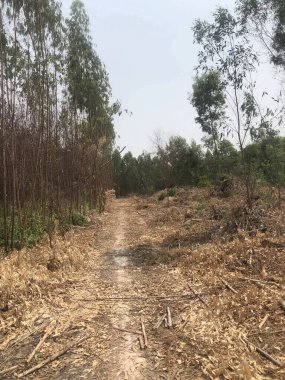 beautiful landscape with trees and forest at Chonburi Thailand