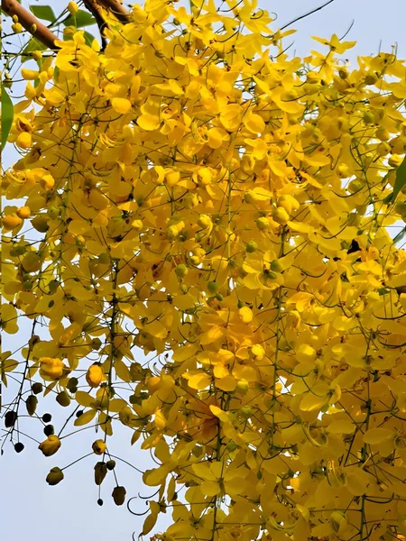 Cassia Fistül Çiçeği Doğa Bahçesinde — Stok fotoğraf