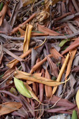 Ormanda sonbahar yaprakları