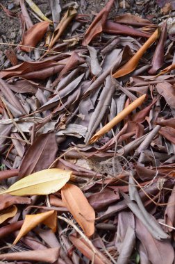 Ormanda kuru yapraklar