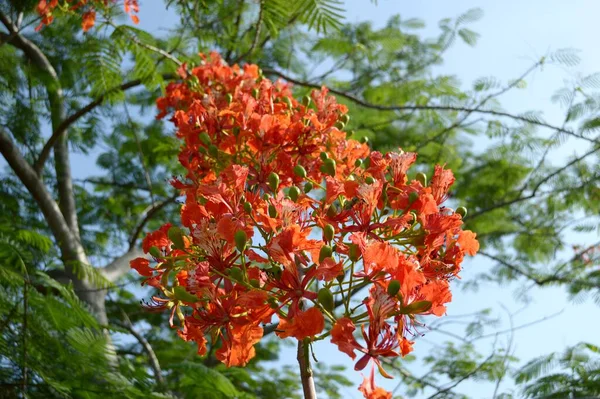 Flamboyant Tree Flower Nature Garden — Stock Photo, Image