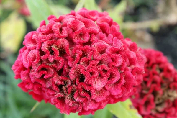 Zbliżenie Piękny Różowy Cockscomb Kwiat Przyrodzie Ogród — Zdjęcie stockowe