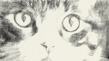 Şirin kedinin siyah beyaz