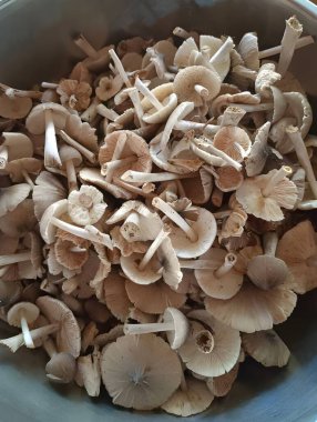 Çiğ mantarlara yakın çekim, seçici odaklanma