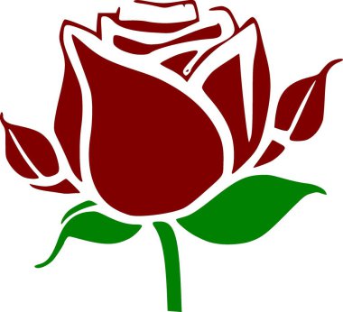 Beyaz arkaplanda kırmızı gül çiçeği