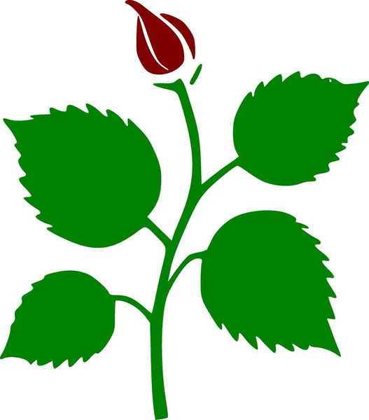 Червона Квітка Троянди Білому Тлі — стокове фото