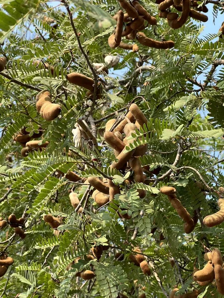 Owoce Tamaryndowca Ogrodzie Przyrody — Zdjęcie stockowe