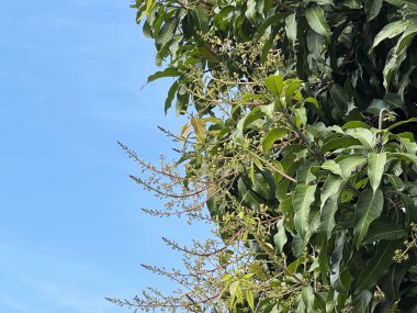 Doğa bahçesinde mango çiçeği