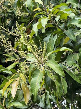 Doğa bahçesinde mango çiçeği