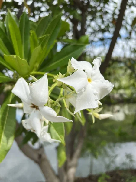 Cerbera Manghas Mangue Mer Fleur Blanche Fruits Arbre Vert Suicide — Photo