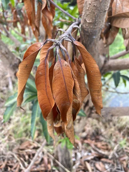 Close Mango Tree Forest — стоковое фото
