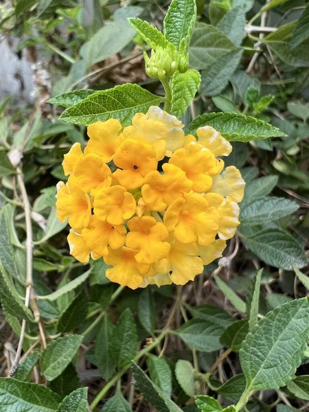 Lantana Camara Λαντάνα Λουλούδι Που Ανθίζει Στον Κήπο — Φωτογραφία Αρχείου