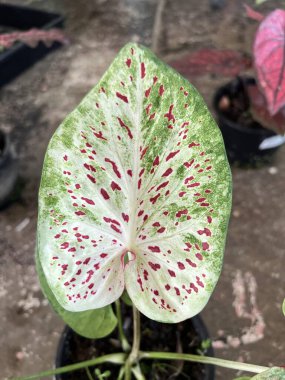 Caladium Bicolor 'a yakın doğa bahçesinde güzel yapraklar