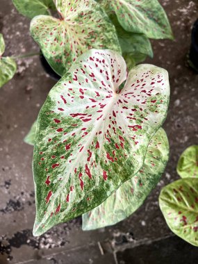 Caladium Bicolor 'a yakın doğa bahçesinde güzel yapraklar